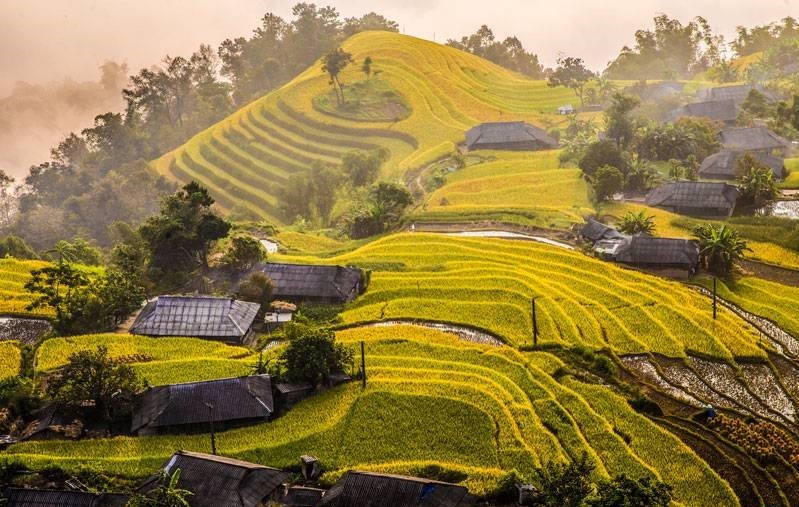 Ruộng bậc thang Bản Phùng, Hoàng Su Phì mùa lúa chín, Hà Giang, Việt Nam
