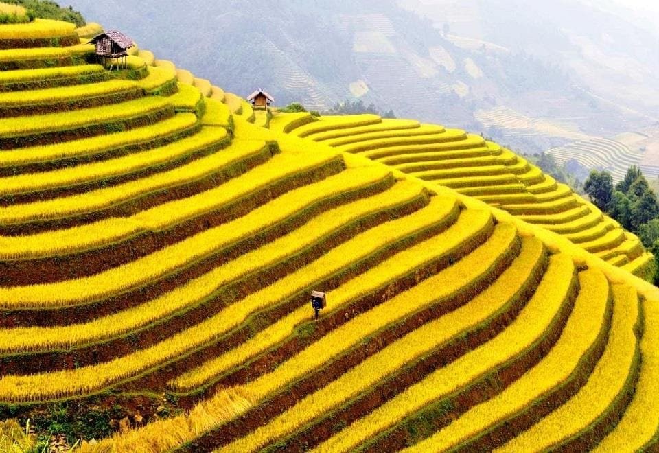Tổng hợp các điểm săn lúa chín
